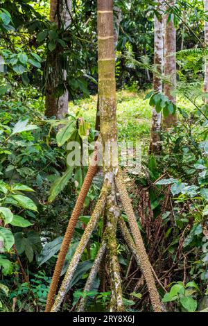 Socratea exorrhiza palm Stock Photo