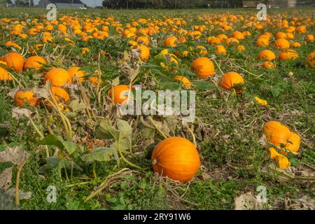 Pumpkin field with ripe pumpkins in Loederup, Ystad municipality, Scania, Sweden, Scandinavia Stock Photo