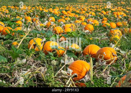 Pumpkin field with ripe pumpkins in Loederup, Ystad municipality, Scania, Sweden, Scandinavia Stock Photo