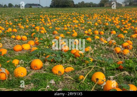 Pumpkin field with ripe pumpkins in Loederup, Ystad municipality, Scania, Sweden, Scandinavia Stock Photo