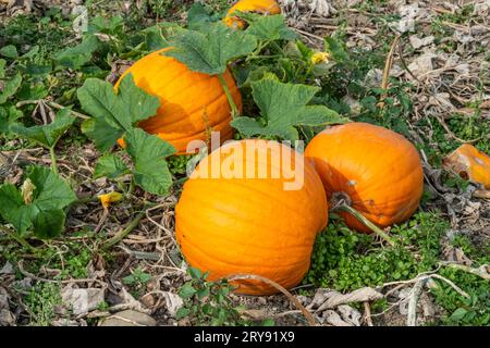 Ripe pumpkins on a field in Loederup, Ystad municipality, Scania, Sweden, Scandinavia Stock Photo