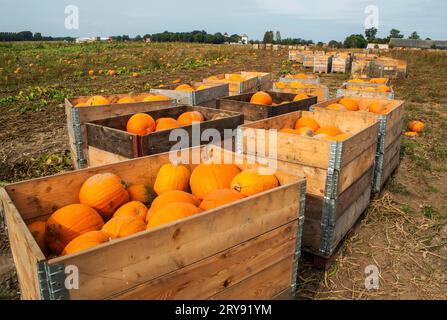 Harvested pumpkins on a field in Loederup, Ystad municipality, Scania, Sweden, Scandinavia Stock Photo