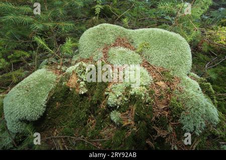 Leucobryum moss (Leucobryum glaucum) growing on old tree stumps in spruce forest, Allgaeu, Bavaria, Germany Stock Photo