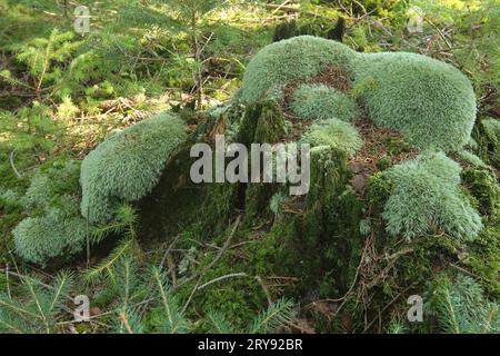 Leucobryum moss (Leucobryum glaucum) growing on old tree stumps in spruce forest, Allgaeu, Bavaria, Germany Stock Photo