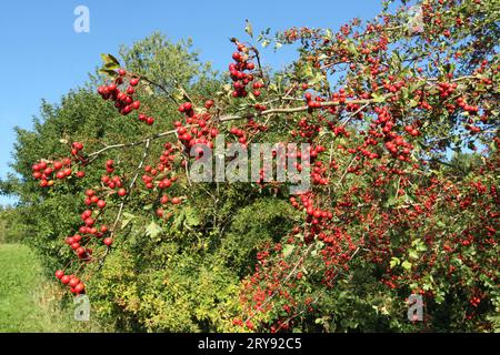 Common hawthorn (Crataegus monogyna) ripe red berries on a branch in a hedge, Allgaeu, Bavaria, Germany Stock Photo