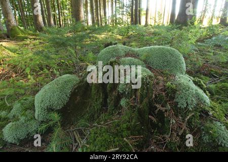 Leucobryum moss (Leucobryum glaucum) growing on old tree stumps in spruce forest, Allgaeu, Bavaria, Germany Stock Photo