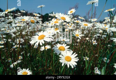 Ox-eye Daisies (Leucanthemum vulgare), Germany (Chrysanthemum leucanthemum) Stock Photo