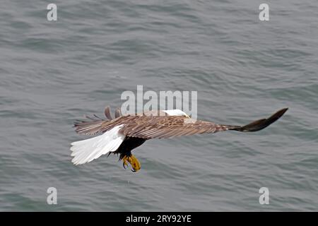 Bald eagle in flight, heraldic bird, proud, majestic, Prince Rupert, British Columbia, Canada Stock Photo