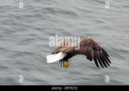 Bald eagle in flight, heraldic bird, proud, majestic, Prince Rupert, British Columbia, Canada Stock Photo