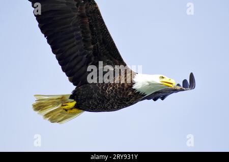 Bald eagle in flight, heraldic bird, proud, majestic, Prince Rupert, British Columbia, Canada Stock Photo