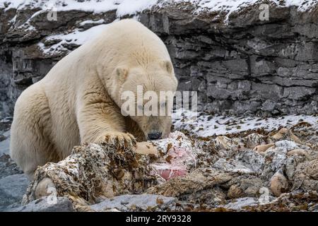 Scavenging polar bear (Ursus maritimus) eating the carcass of a stranded dead minke whale on the coast of Wahlbergoya, Svalbard, Svalbard, Norway Stock Photo