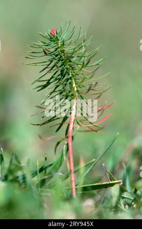 Stiff (Lycopodium annotinum) Clubmoss Stock Photo