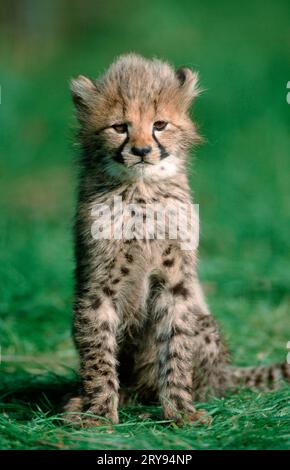 Cheetah (Acinonyx jubatus) cub 3 months old Stock Photo