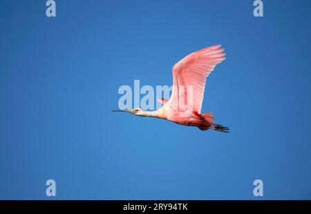 Roseate spoonbill (Ajaja ajaja), Sanibe, Iceland, USA Stock Photo