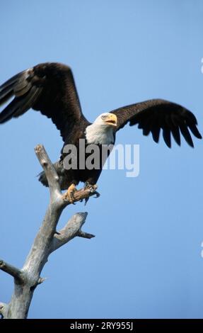 Bald Eagle (Haliaeetus leucocephalus), Florida, USA Stock Photo