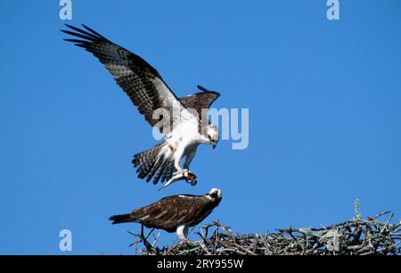 Osprey bringing fish to nest, Sanibel Island, Florida, USA, western osprey (Pandion haliaetus) bringing prey to nest, Sanibel Island, Florida, USA Stock Photo