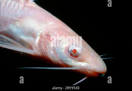 Horned Pout, Austria (Ictalurus nebulosus) (Ameiurus nebulosus), American Dwarf Catfish, Albino, Mondsee, Salzkammergut, Long-tailed Catfish, Brown Stock Photo