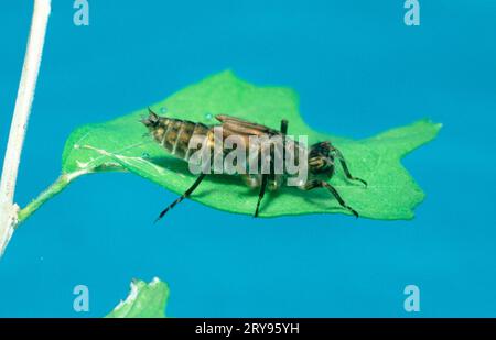 Dragonfly, larva, Italy (Cordulegaster), Spring damselfly, larva, Lago di Fucine, Italy Stock Photo