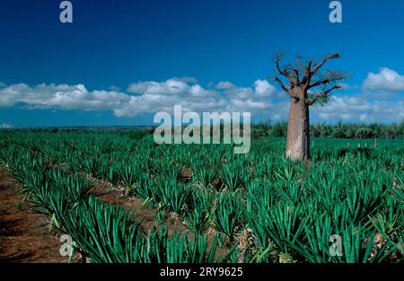 African baobab (Adansonia sisal (Agave sisalana) Stock Photo