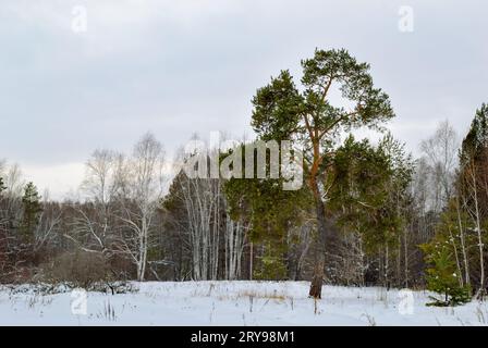 A large pine tree with spreading branches stands on the edge of a mixed winter forest Stock Photo