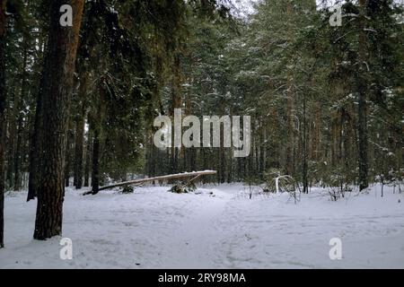 A small clearing under the crowns of pines in the winter forest and a fallen pine trunk Stock Photo