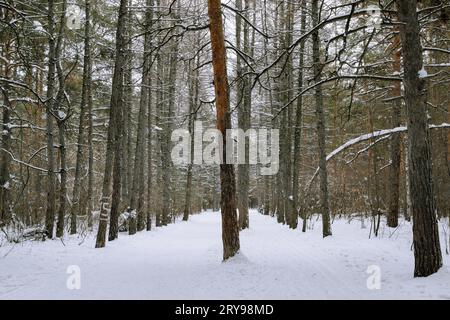 Alley of dead pine trees in winter forest Stock Photo