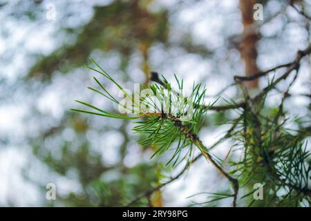 Green needles of a pine branch close-up in a winter forest Stock Photo
