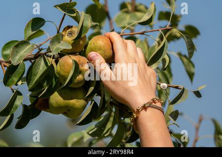 Woman's hand picking fruit. picking a pear from a branch. Stock Photo