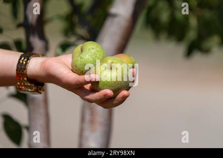 A woman's hand reaches for the fruits she has picked. Stock Photo