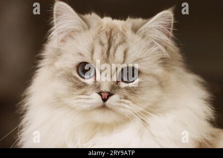 A close up of the face of a female ragdoll with detailed blue eyes. Stock Photo