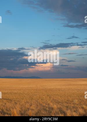 Agricultural Field that has been harvest near Benton Lake Wildlife Reserve, in Montana, with Highwood Mountains in the distance. Photographed at the g Stock Photo