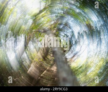 Deciduous tree canopy in Kleb Woods State Park in Texas photographed using intentional camera movement technique and shallow depth of field from below Stock Photo