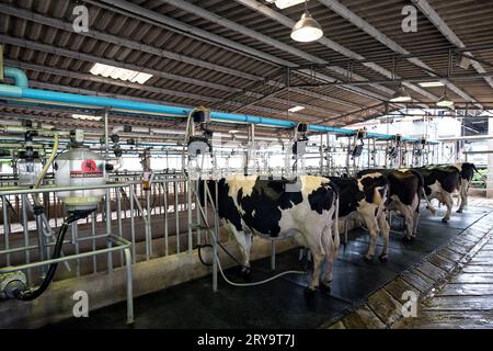 Chok Chai Farm, Khao Yai, Thailand - Jun 2, 2019: Cow milking facility and mechanized milking equipment in the milking hall Stock Photo