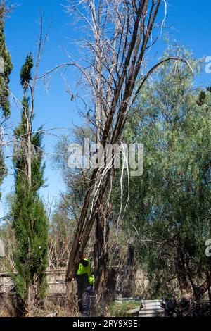 A cyptess pine tree startinng to fall after cut by man with chainsaw. Stock Photo