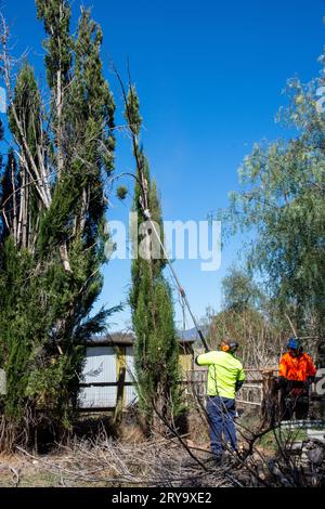 Arborist using an extendable  pole chainsaw to trim high branches of a cypress pine tree. Stock Photo