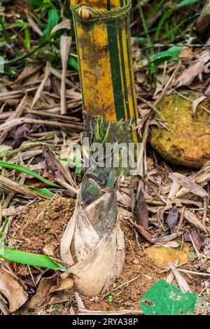 Bambusa Vulgaris, tender sprout. Stock Photo