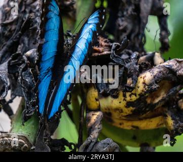 morpho helionor butterfly in the amazonian forest,perú. Stock Photo