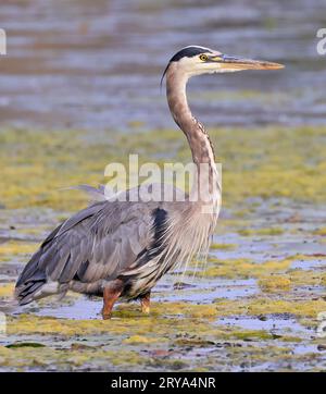 Great Blue Heron portrait in the swamp, Eastern Canada Stock Photo