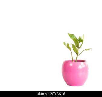 Long leaves green ZZ plant in a pink ceramic pot isolated on white background Stock Photo
