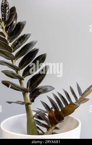 Zamioculcas Zamiifolia black ZZ Plant leaves isolated on white background Stock Photo