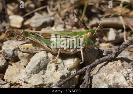 Detailed closeup on the Mediterranean Handsome grasshopper, Oedaleus decorus sitting on the ground Stock Photo