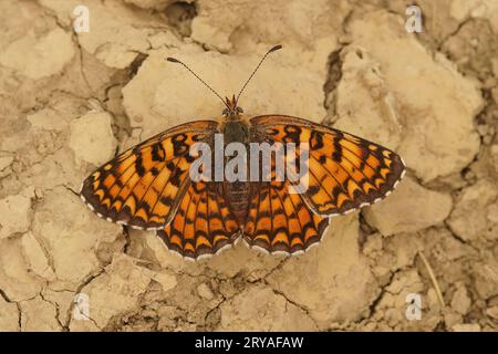 Natural closeup on a fresh emerged , colorful Glanville Fritillary butterfly, Melitaea cinxia, with spread wings on the ground Stock Photo