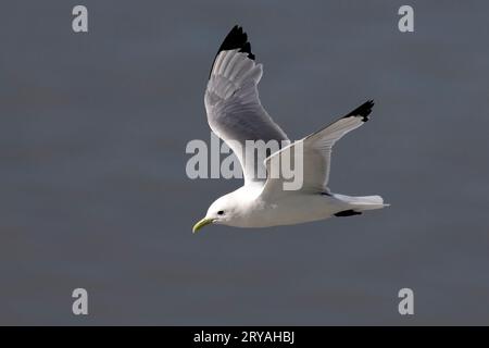 Black-legged kittiwake (Rissa tridactyla) in flight - Glacier Bay National Park and Preserve, near Juneau, Alaska, USA Stock Photo