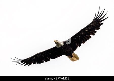 Bald eagle (Haliaeetus leucocephalus) in flight - Icy Strait Point, Hoonah, Alaska, USA Stock Photo