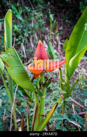 Young banana tree bud with small fruits: Organic farming and sustainable agriculture in India Stock Photo