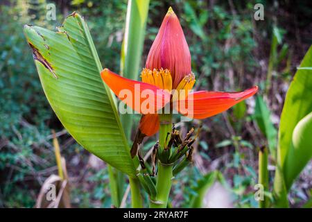 Young banana tree bud with small fruits: Organic farming and sustainable agriculture in India Stock Photo