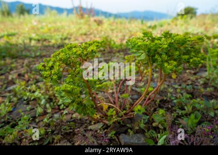 Euphorbia helioscopia, the sun spurge or madwoman's milk, thrives in Himalayan meadows, Uttarakhand, India. Stock Photo