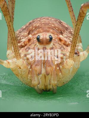 Portrait of a daddy longleg spider with two large eyes, green background (Spring Harvestman, Rilaena triangularis) Stock Photo