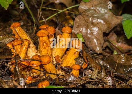 Eastern Jack-O'-Lantern Mushrooms - Omphalotus illudens Stock Photo