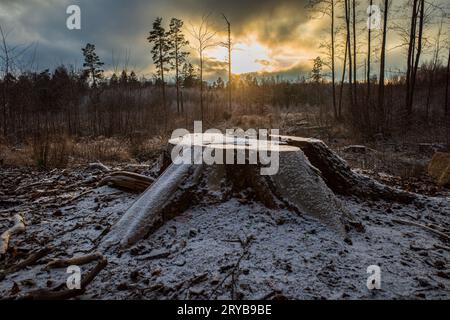 As the winter sun sets, it bathes a Swedish forest clearing in a warm, golden glow, with a tree stump in the foreground. Stock Photo